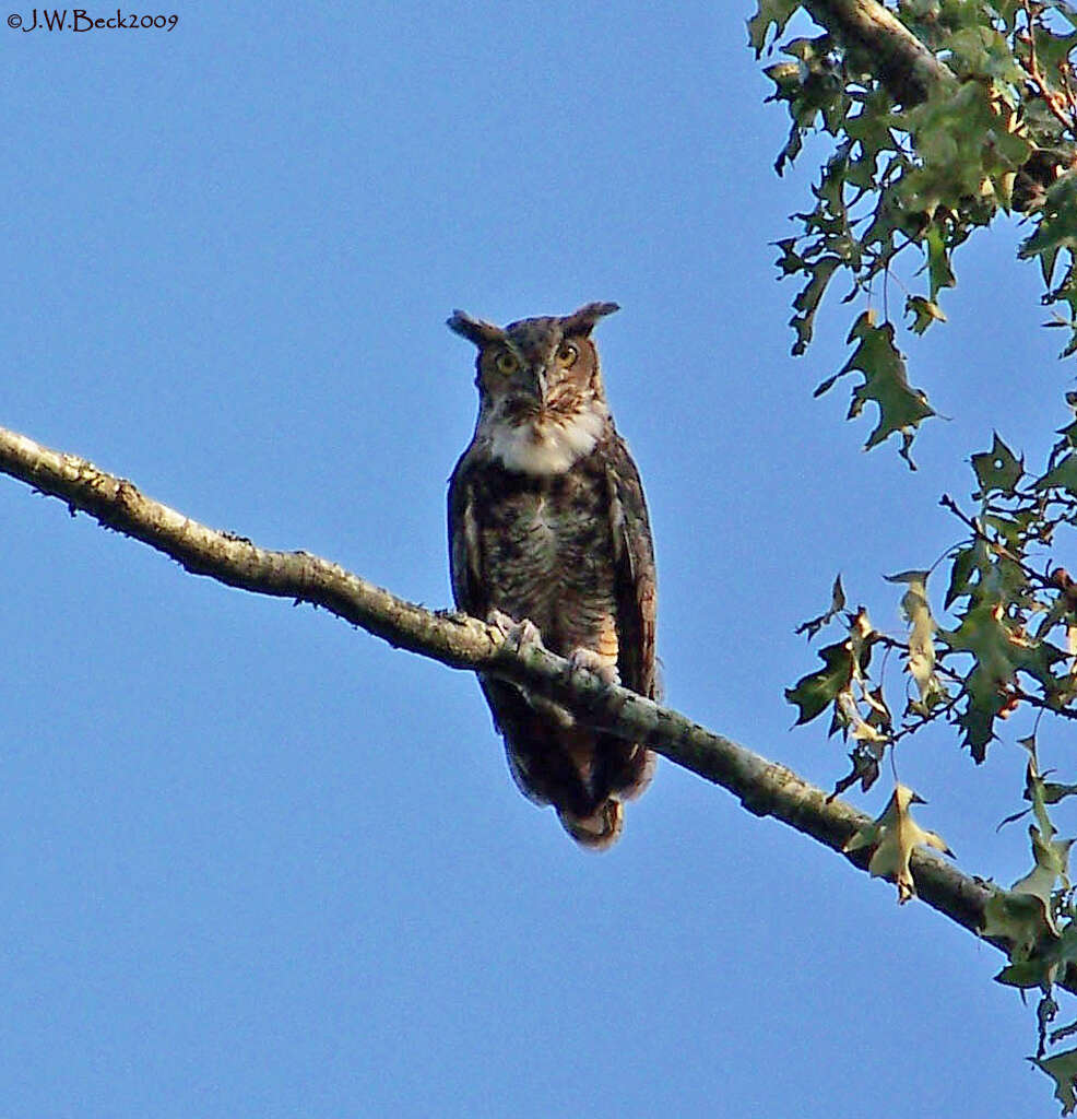 Image of Eagle-owls