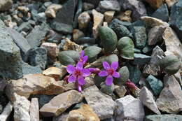 Image of Ogilvie Mountain springbeauty