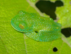 Image of Bumpy Glassfrog