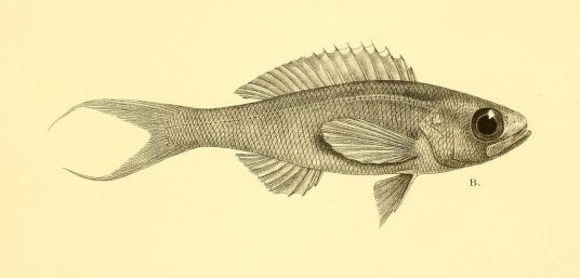 Image of Symphysanodon