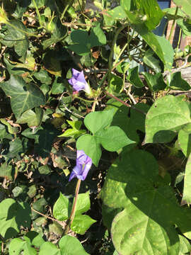 Image of Ivyleaf morning-glory