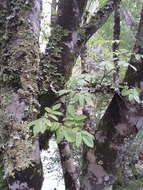 Image of Eucryphia glutinosa (Poepp. & Endl.) Baill.