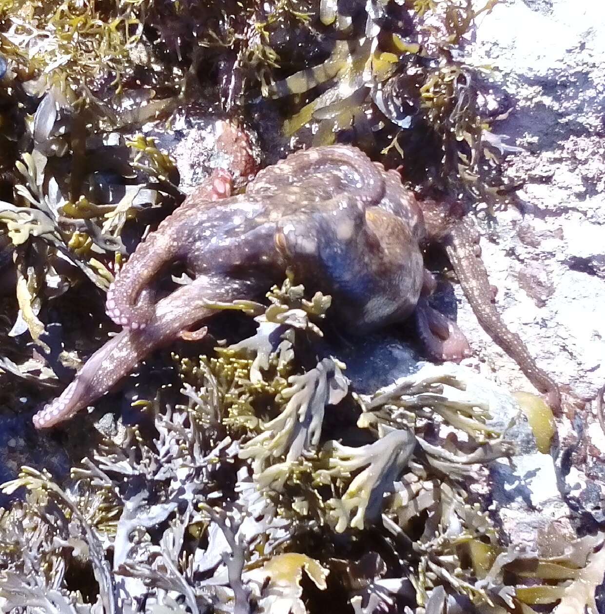 Image of Sydney octopus