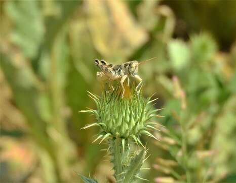 Melanoplus lakinus (Scudder & S. H. 1878)的圖片