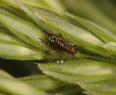 Image of Aphid