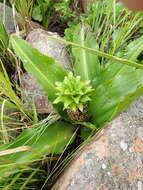 Imagem de Eucomis montana Compton