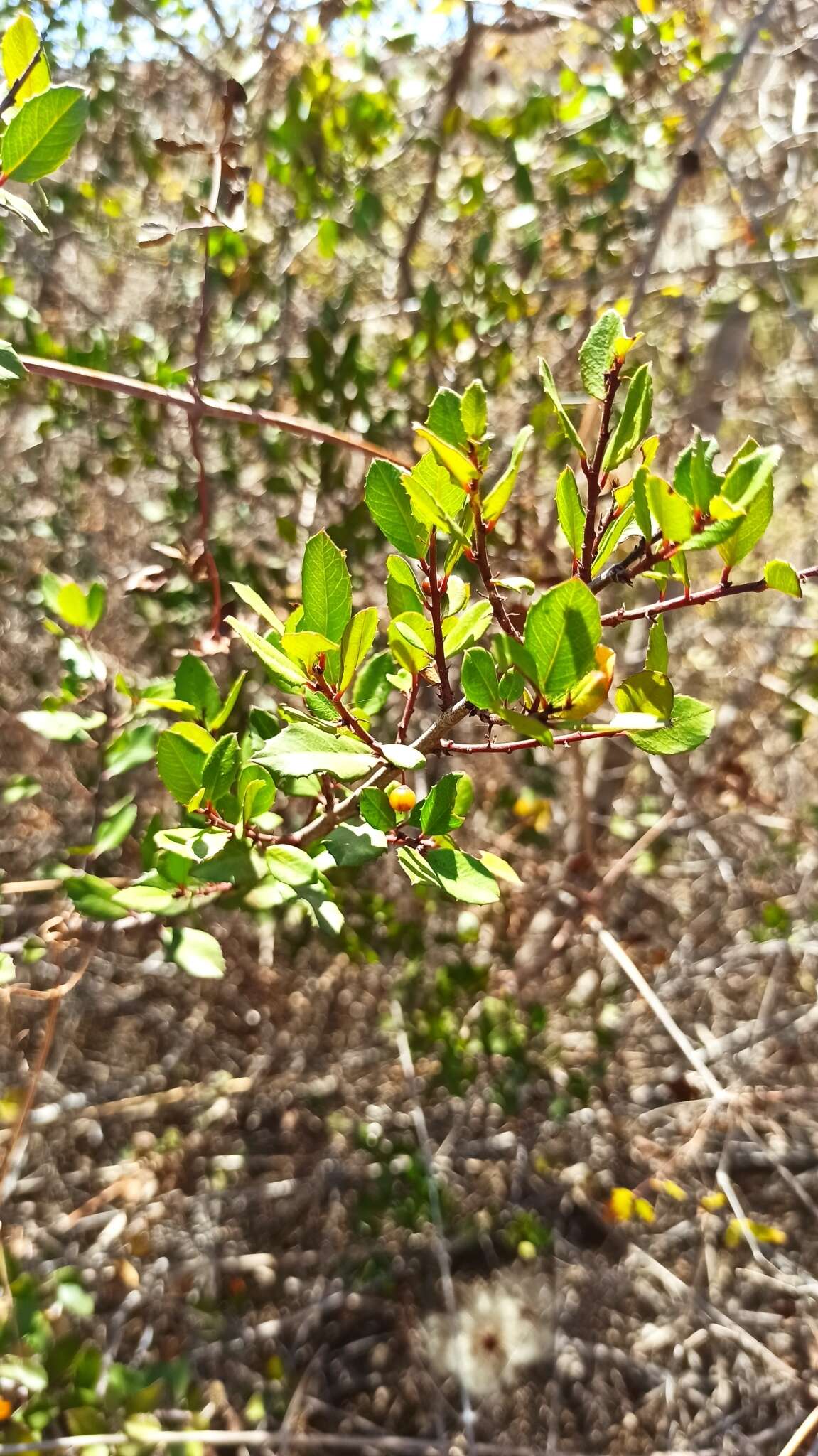 Imagem de Endotropis crocea subsp. insula (Kellogg) Hauenschild