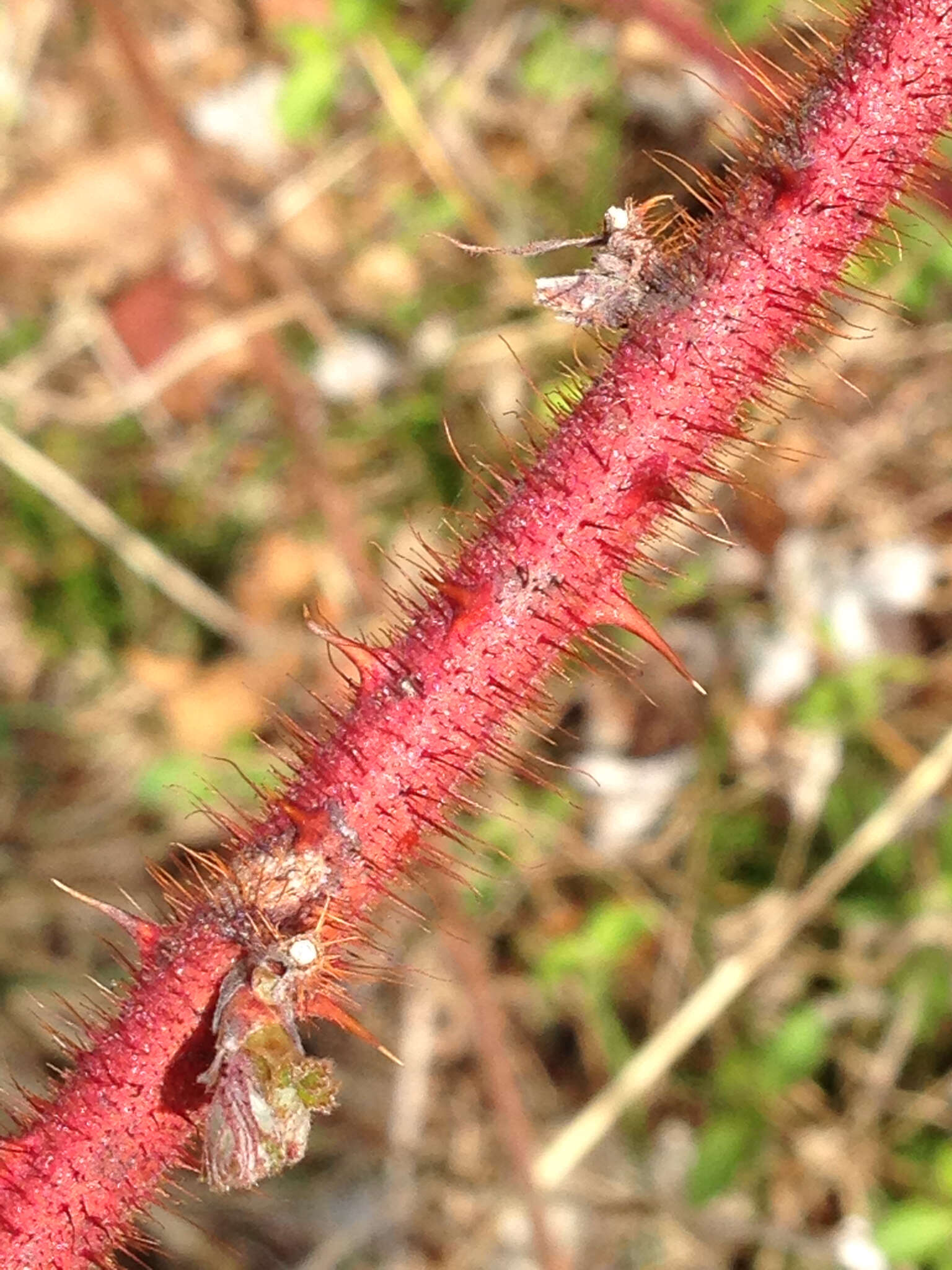 Image of Japanese wineberry