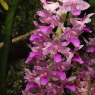 Слика од Rhynchostylis retusa (L.) Blume