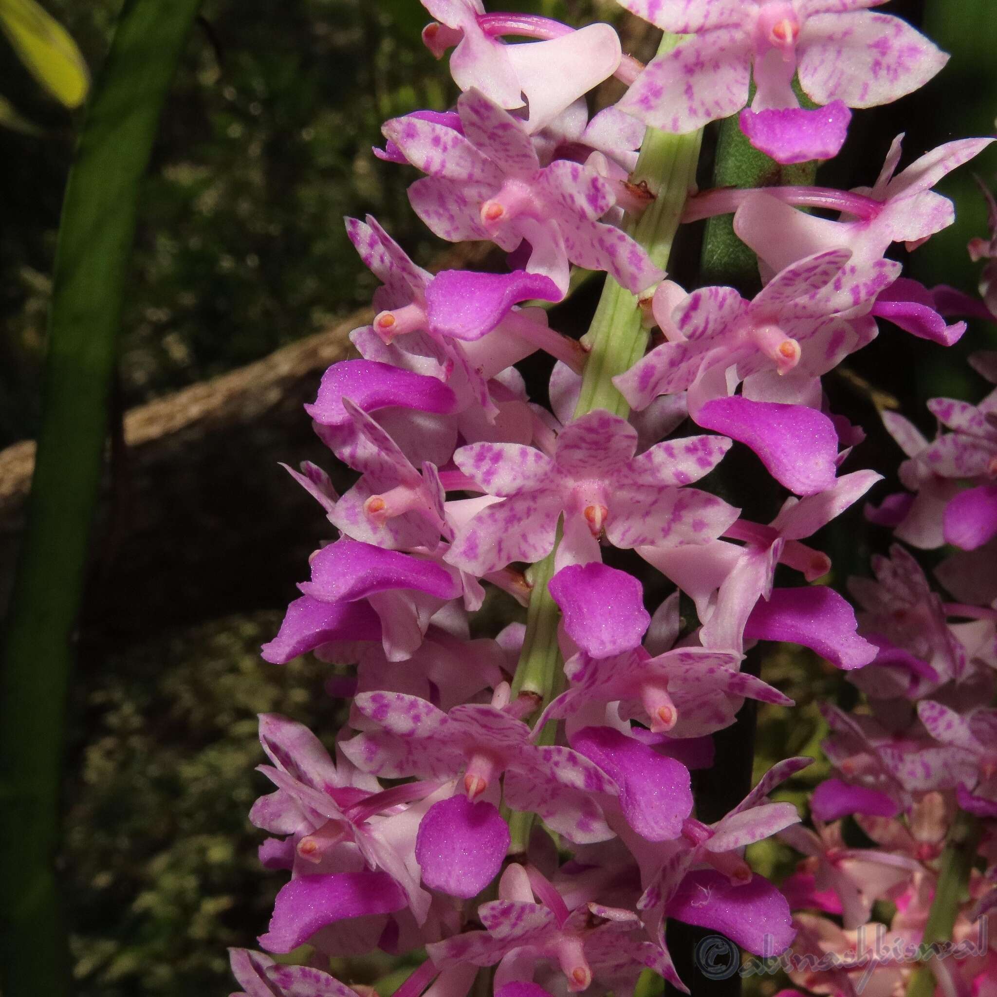 Слика од Rhynchostylis retusa (L.) Blume