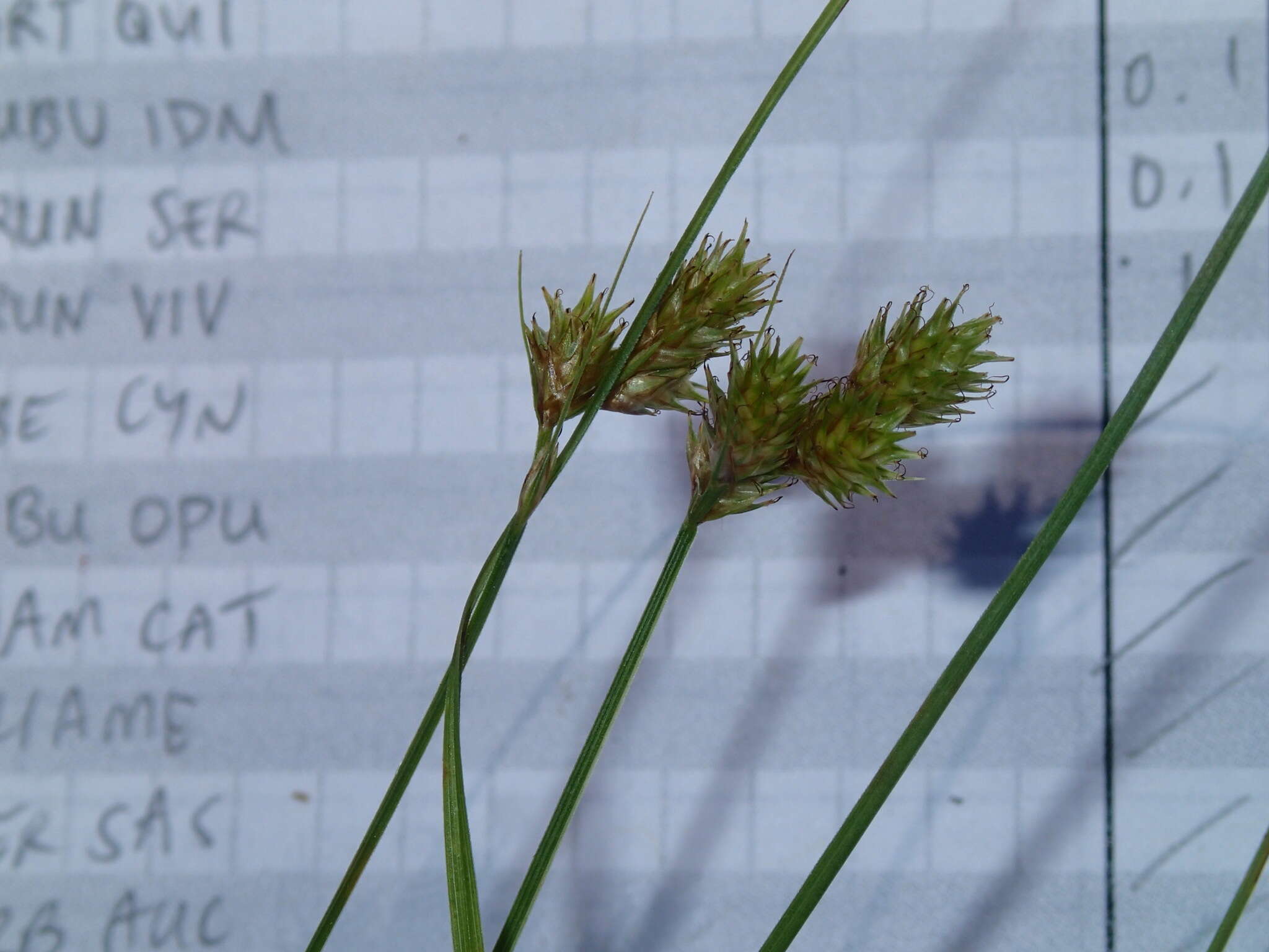 Image of quill sedge