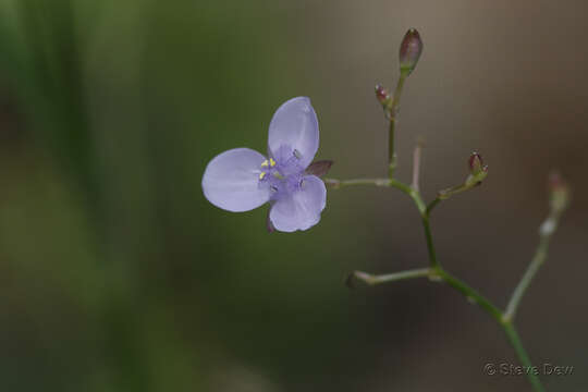 Murdannia graminea (R. Br.) G. Brückn.的圖片