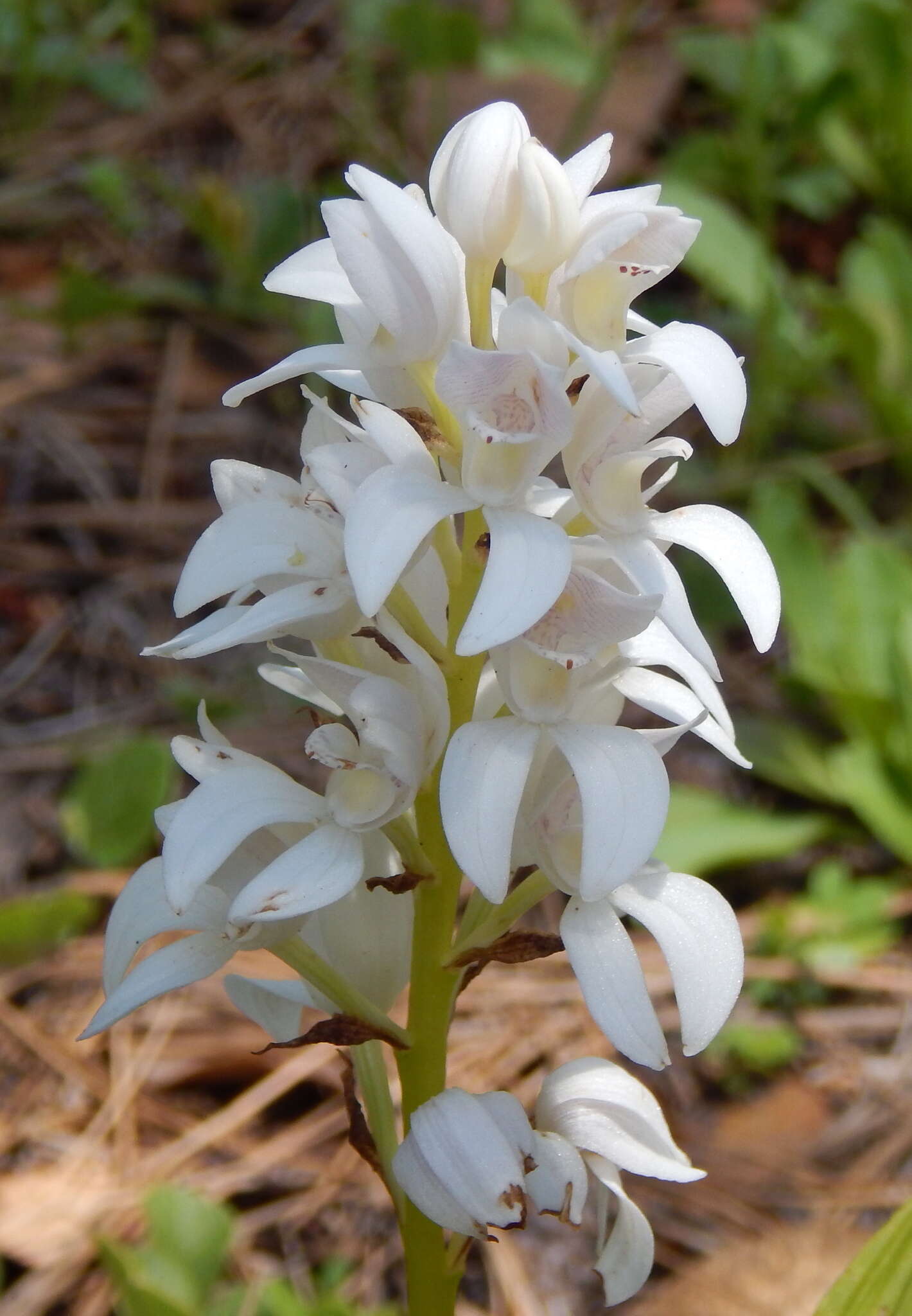 Image of Govenia liliacea (Lex.) Lindl.