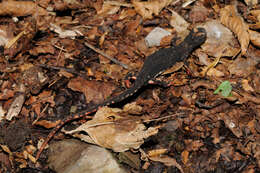 Image of spectacled salamander