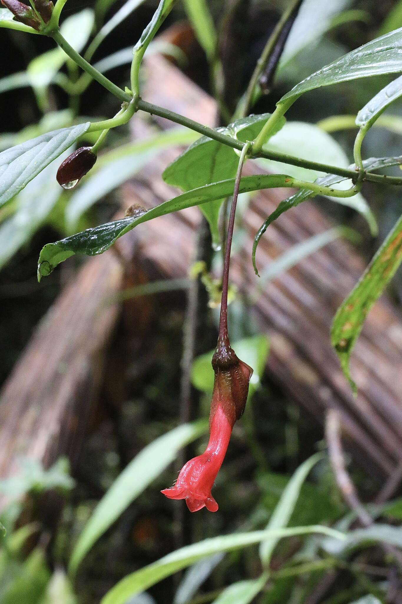 Image of Glossoloma baguense (L. E. Skog) J. L. Clark