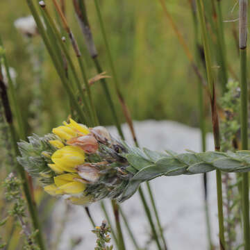 Image of Silky Capegorse