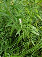 Image of sawtooth wormwood