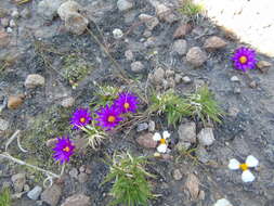 Image of Mammillaria hernandezii Glass & R. A. Foster