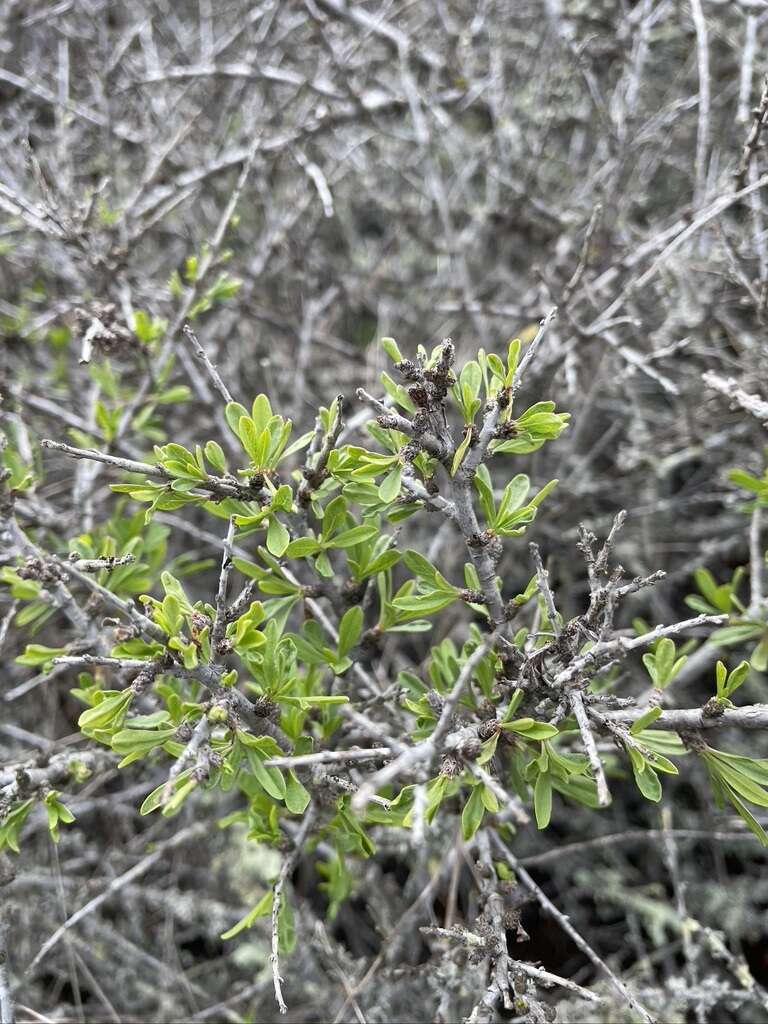 Image of desert almond