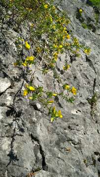 Imagem de Genista pilosa L.