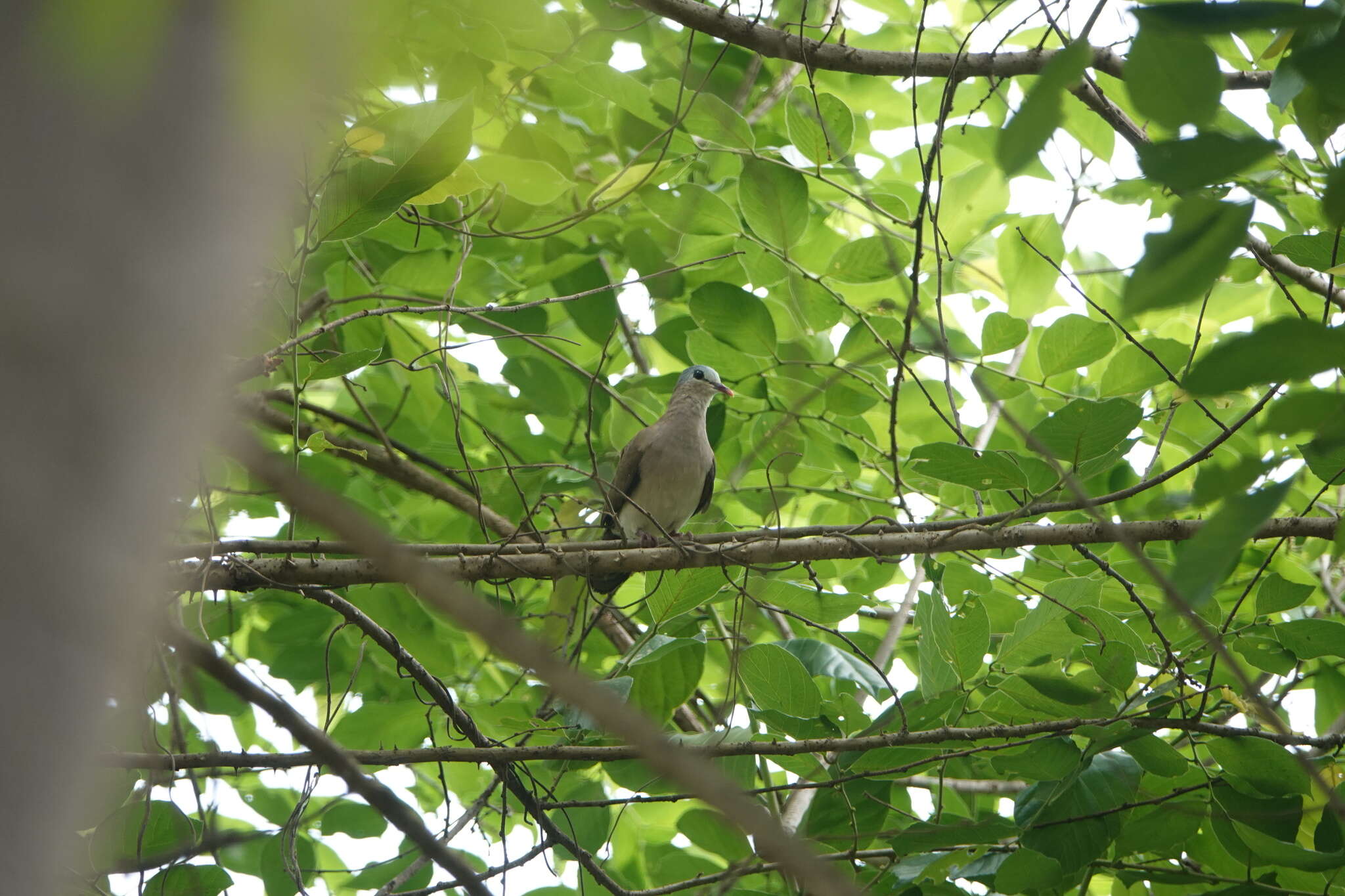 Image of Blue-spotted Dove