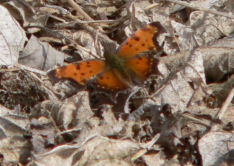 Image of Gray Comma