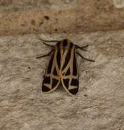 Image of Carlotta's Tiger Moth