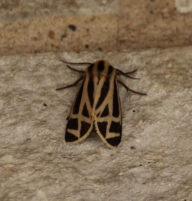 Image of Carlotta's Tiger Moth