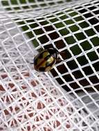 Image of hieroglyphic ladybird