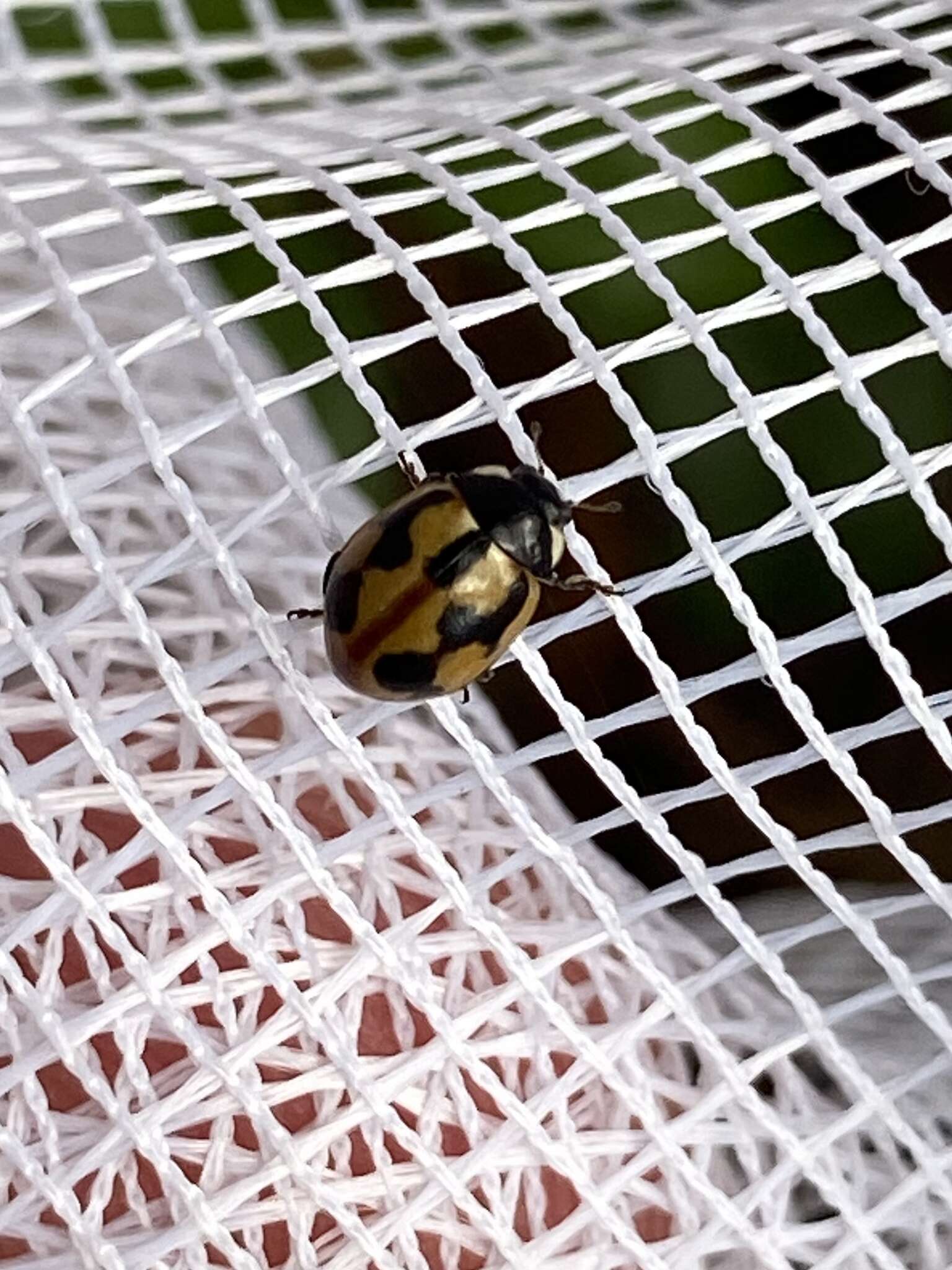 Image of hieroglyphic ladybird
