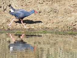 Image of Purple Swamphen