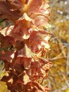 Image of greater broomrape