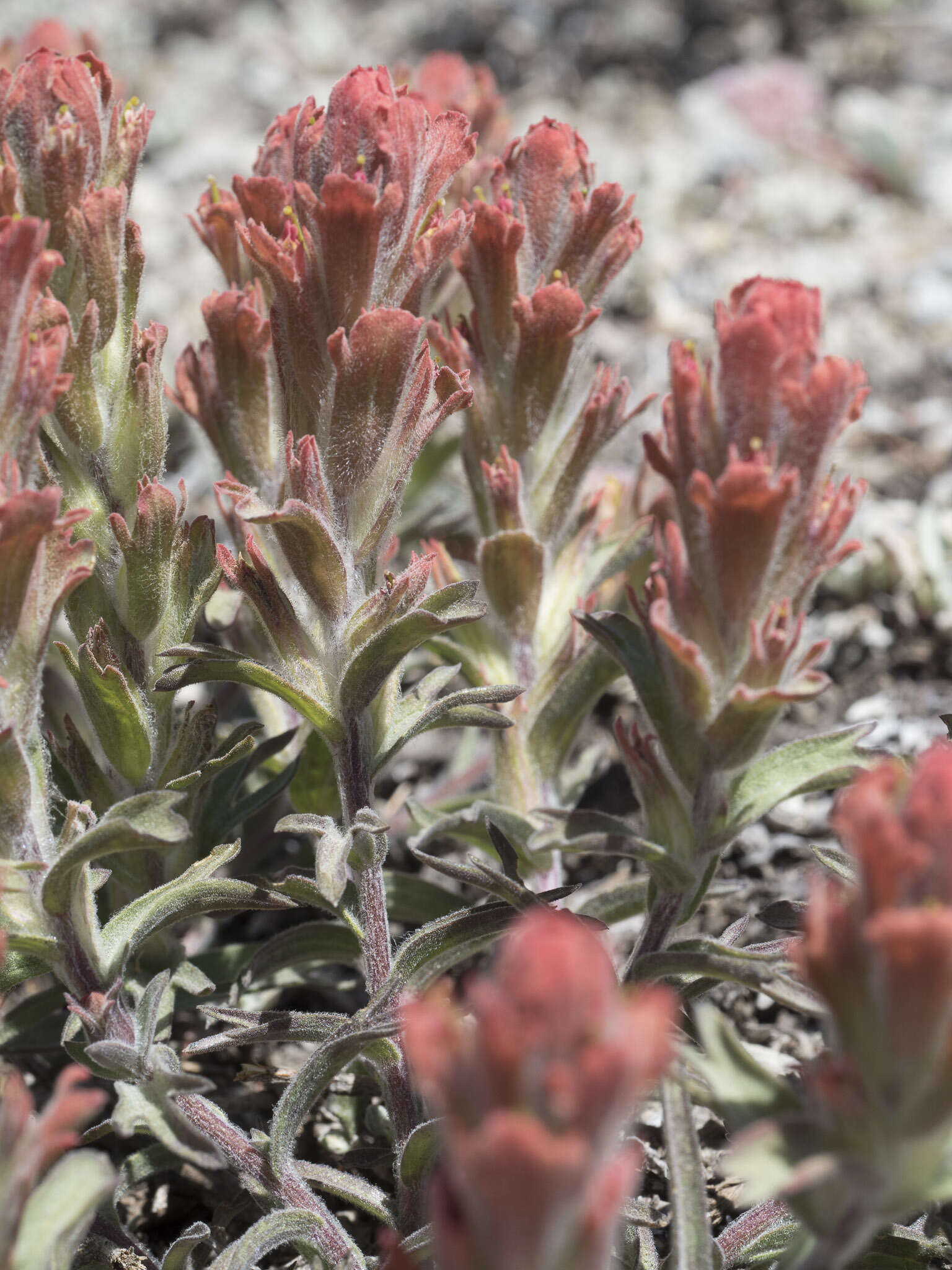 Image of cobwebby Indian paintbrush