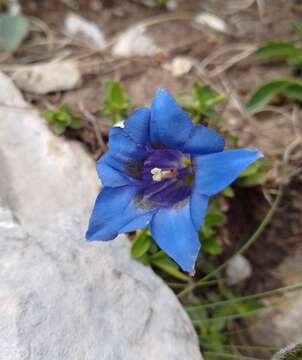 Imagem de Gentiana dinarica G. Beck