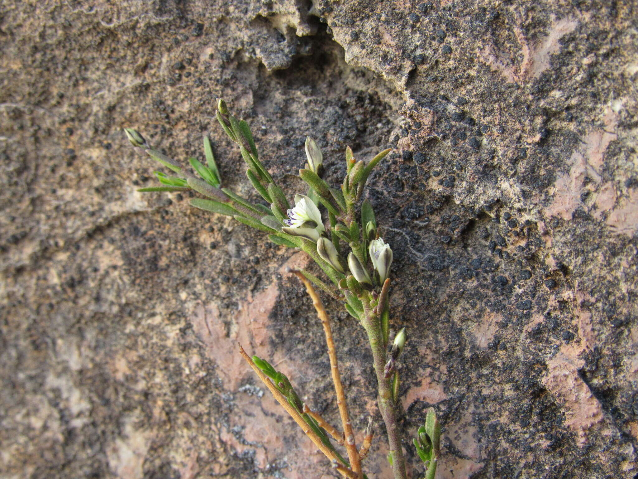 Image of Polygala spinescens Gill.