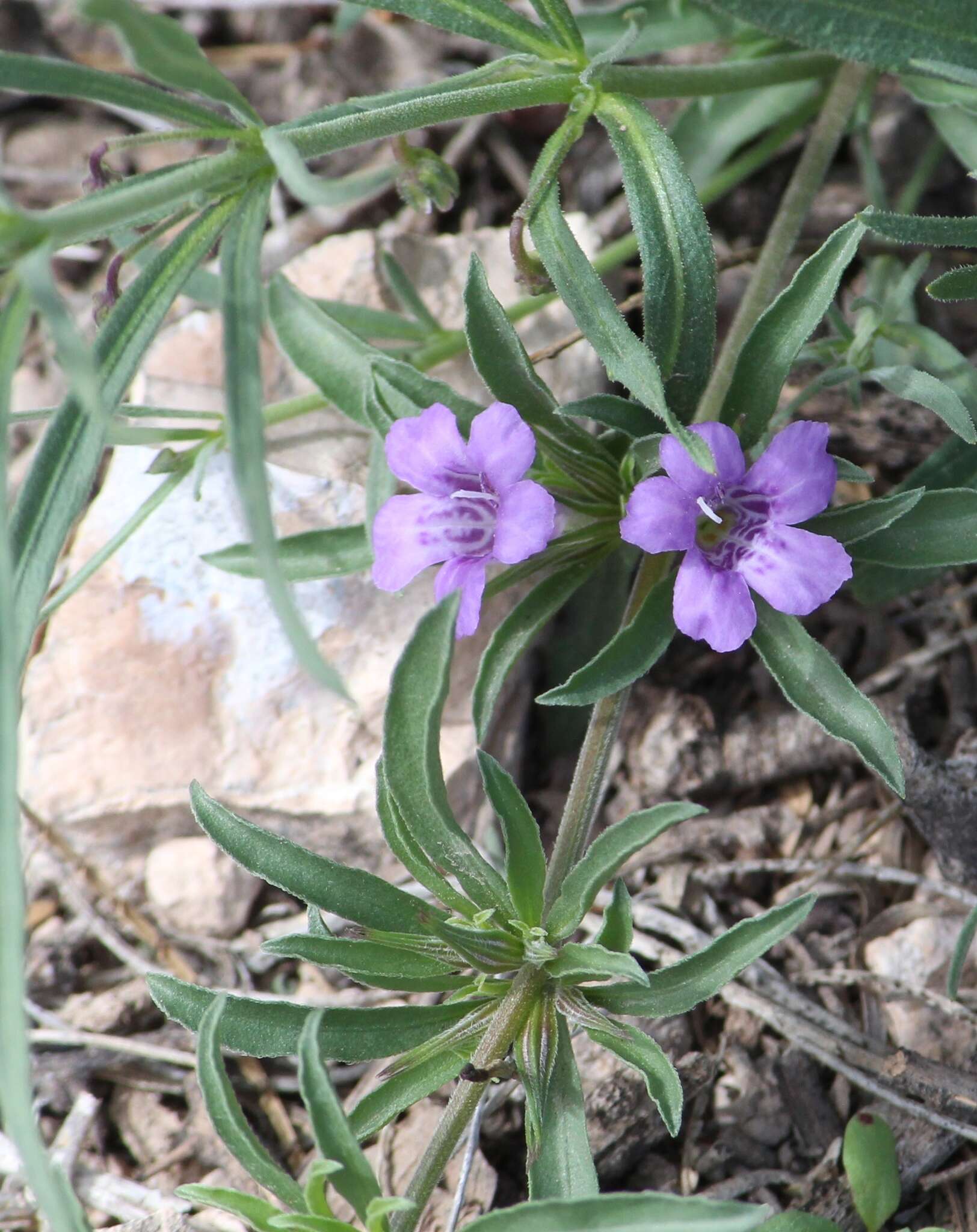 صورة Dyschoriste linearis var. schiedeana (Nees) B. L. Turner