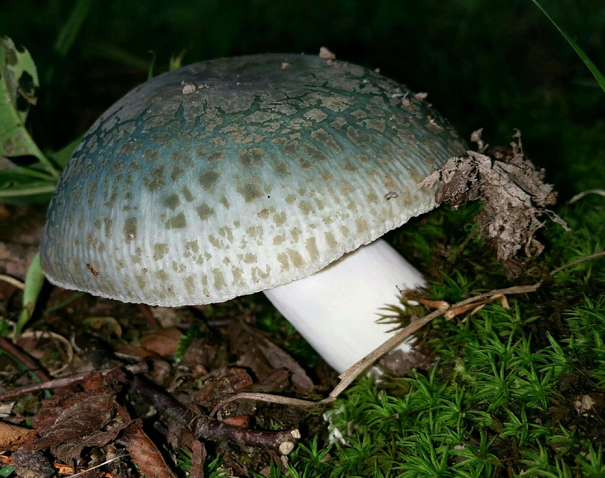 Image of Russula parvovirescens Buyck, D. Mitch. & Parrent 2006