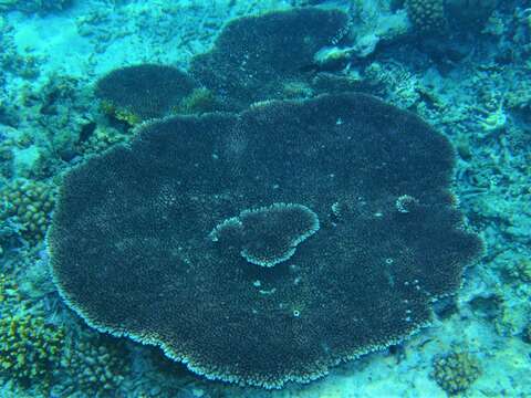 Image of Brush Coral