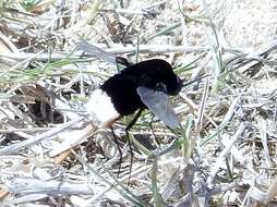 Image of Ostrich Bombom