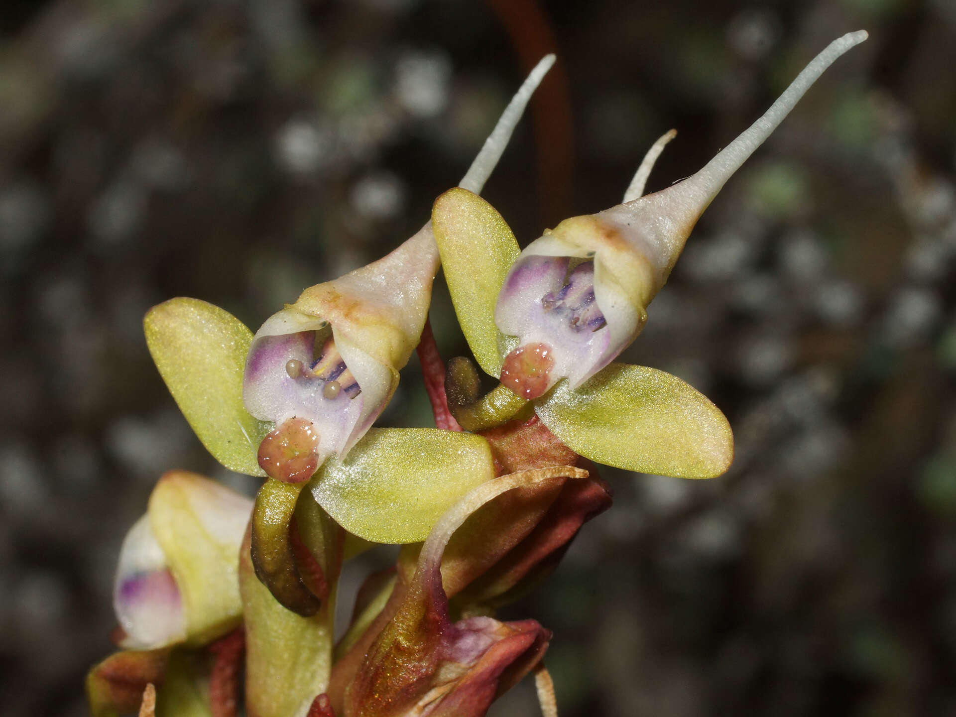 Image of Disa ovalifolia Sond.