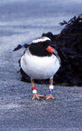 Image of Shore Dotterel