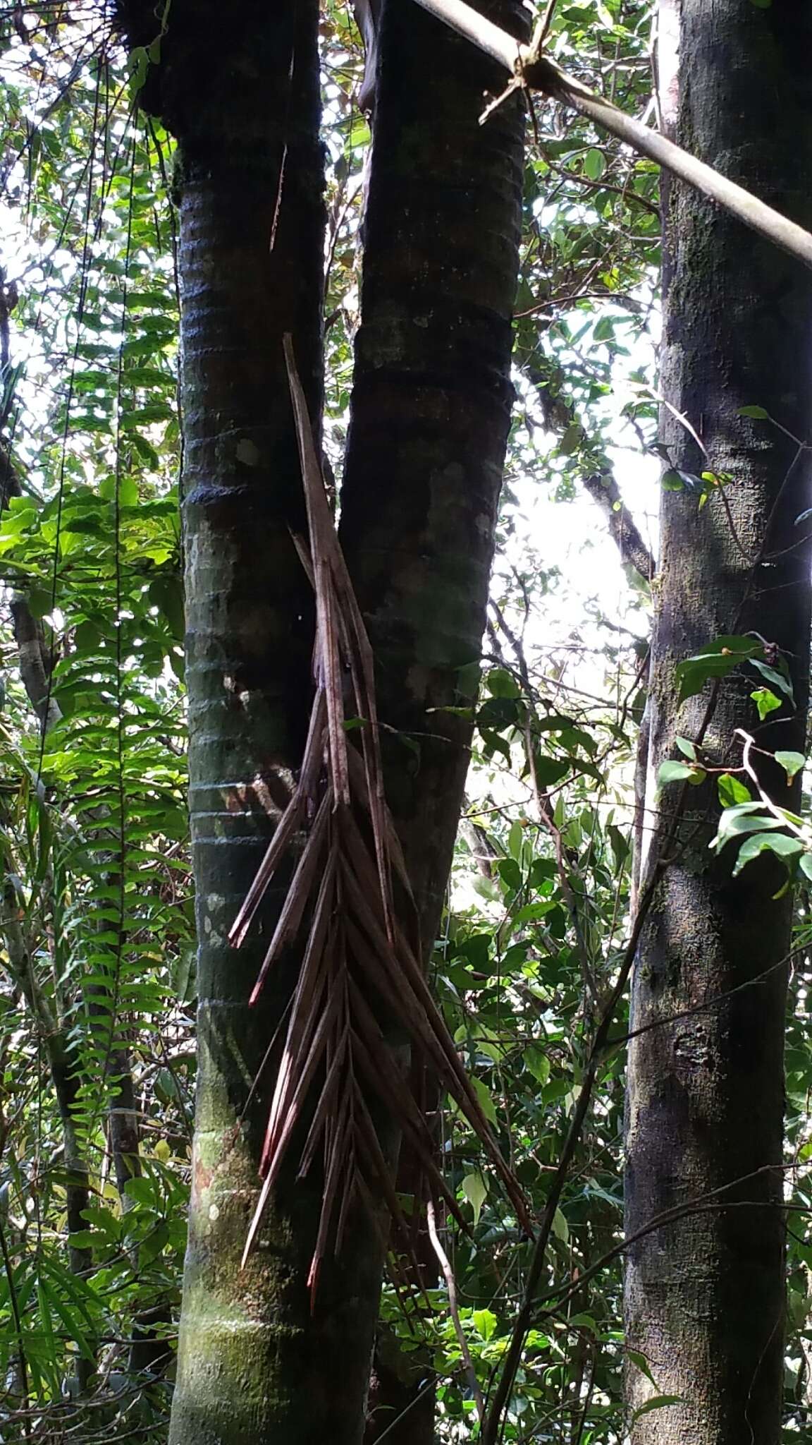 Image of Dypsis fibrosa (C. H. Wright) Beentje & J. Dransf.