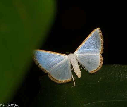 Image of Leuciris fimbriaria Stoll 1781