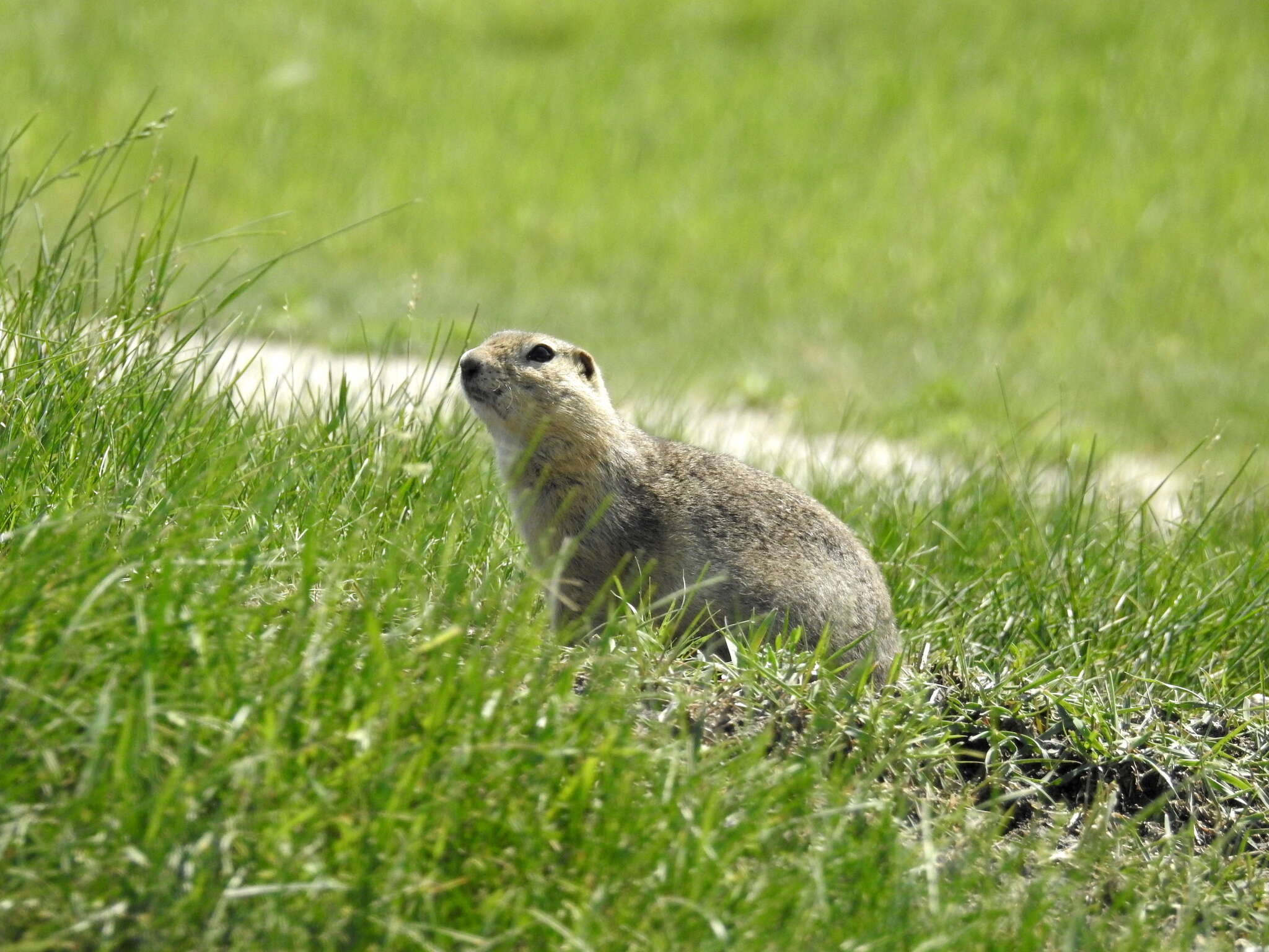 Image of Richardson's ground squirrel