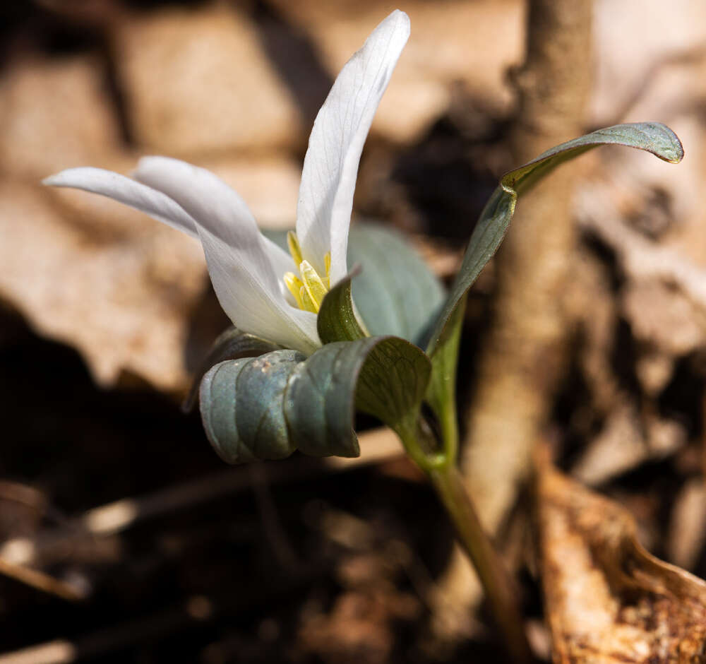 Image of snow trillium