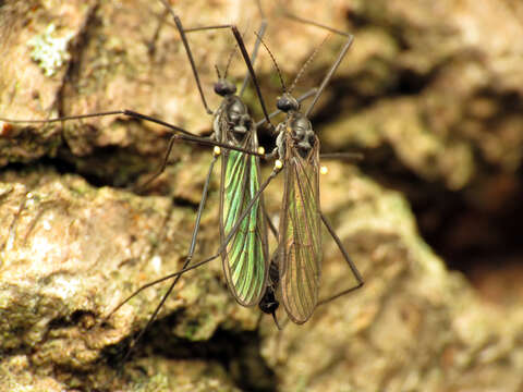 Image of Gnophomyia tristissima Osten Sacken 1860