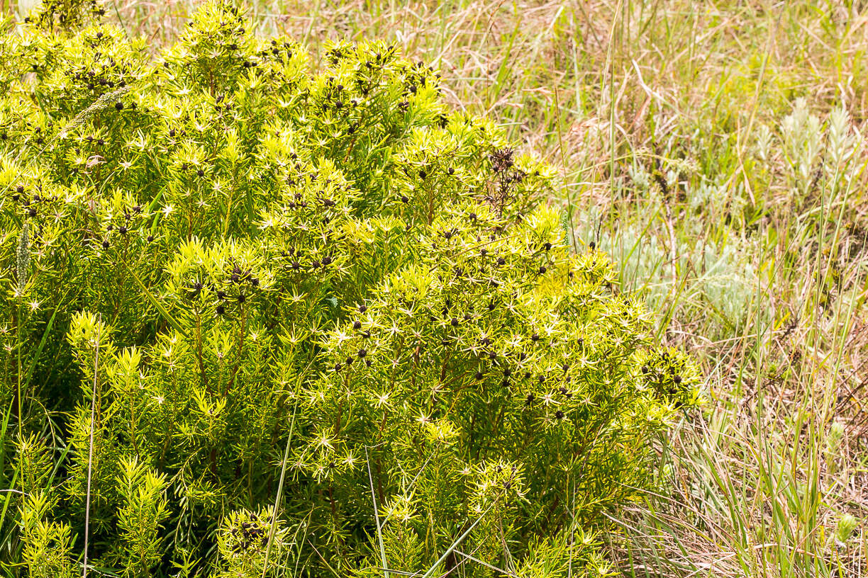 Image of Leucadendron spissifolium subsp. oribinum I. J. M. Williams