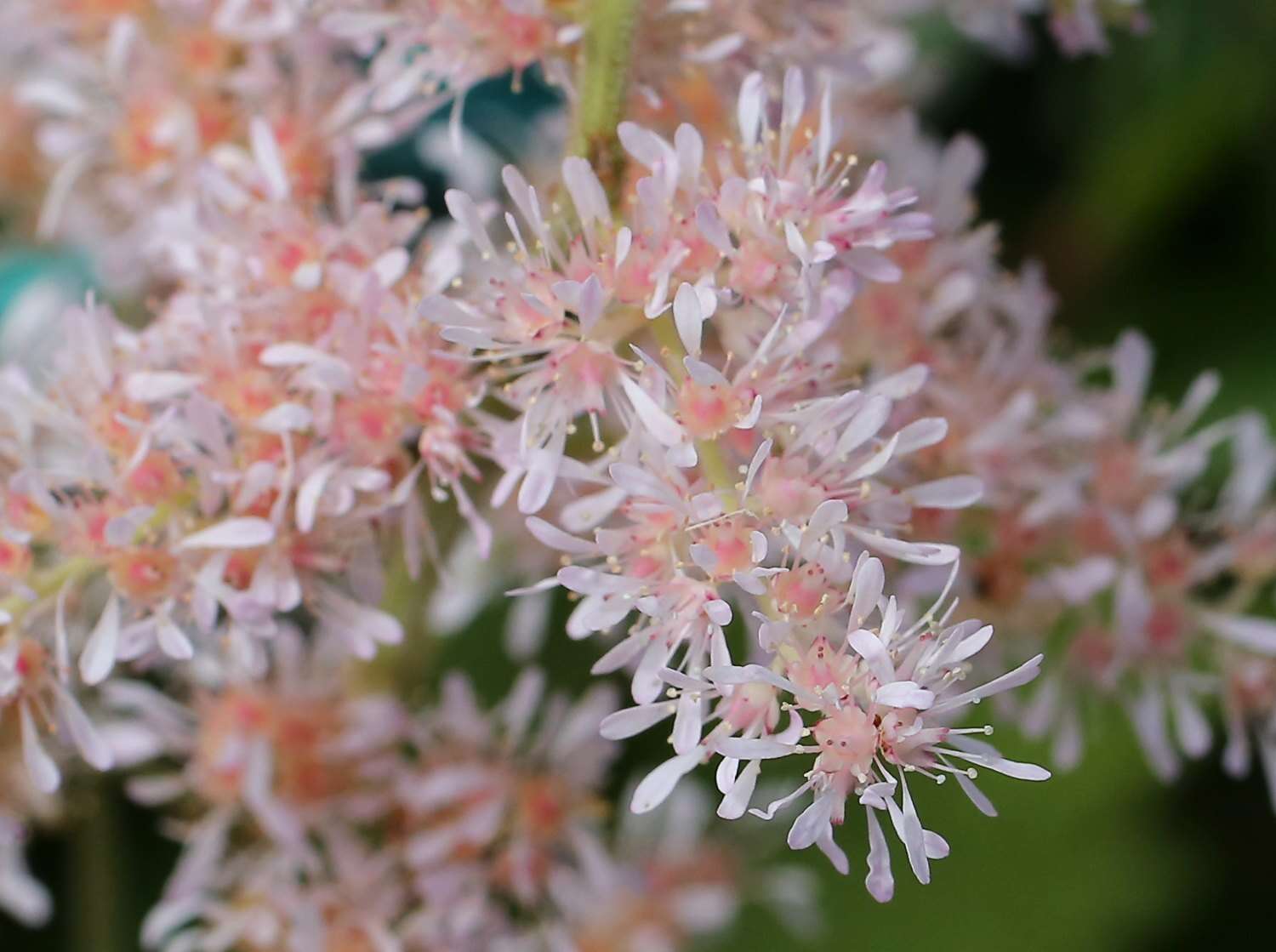 صورة Astilbe formosa Nakai