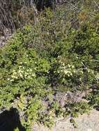 Imagem de Phebalium squamulosum subsp. alpinum (Benth.) Paul G. Wilson