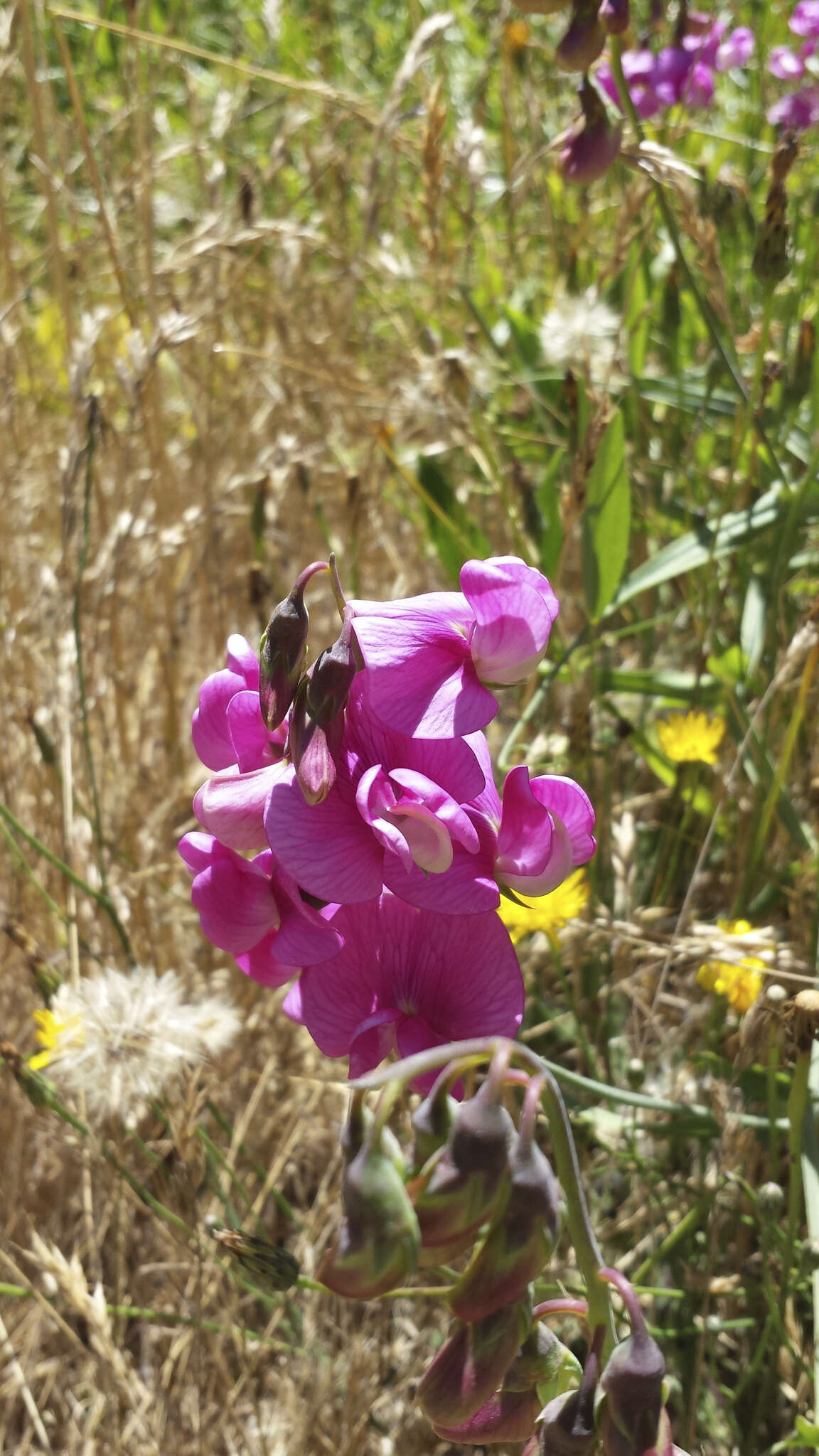 Image of Everlasting pea